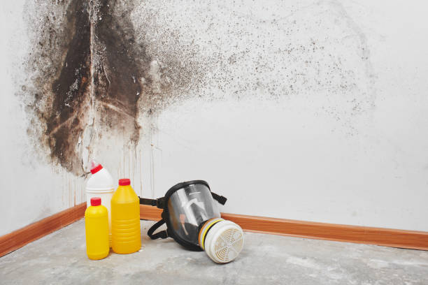 Best Kitchen Mold Remediation in Bandon, OR