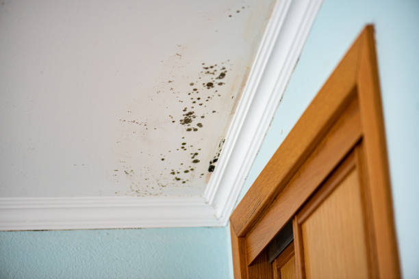 Best Localized Mold Remediation (e.g., coastal areas, humid climates) in Bandon, OR