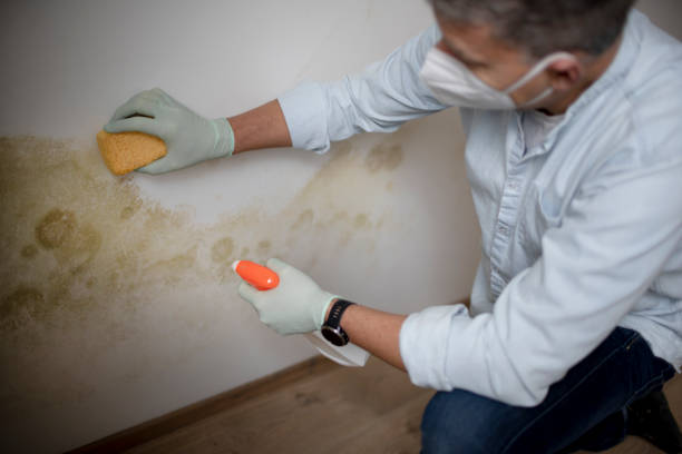 Bandon, OR Mold Remediation Company